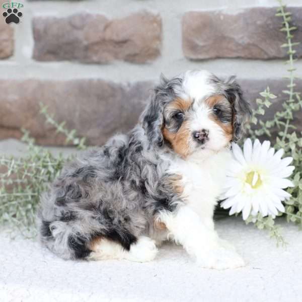 Baylor, Cavapoo Puppy